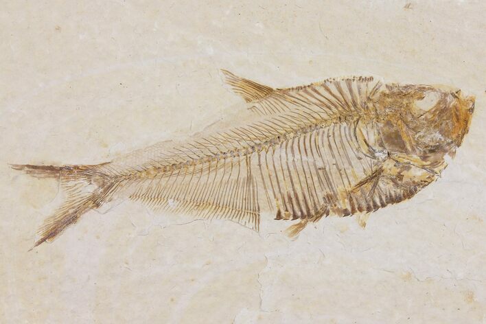 Diplomystus Fossil Fish - Wyoming #103527